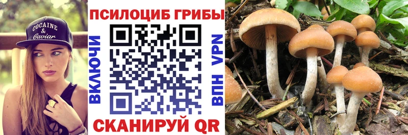 купить закладку  Дигора  Псилоцибиновые грибы GOLDEN TEACHER 
